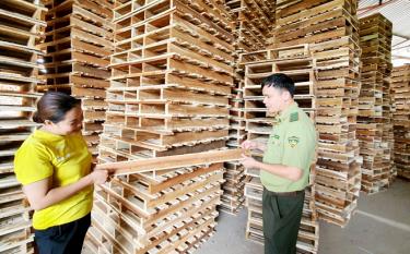 Cán bộ Hạt Kiểm lâm huyện Yên Bình kiểm tra sản phẩm gỗ tại Hợp tác xã Nông - lâm nghiệp Bình Minh, xã Phú Thịnh.
